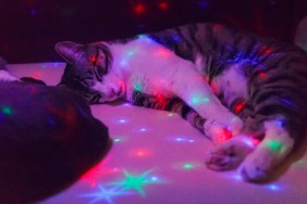A cat sleeping on the couch with a toy lamp illuminating star shapes from above. Grainy image.