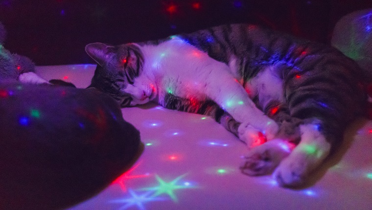 A cat sleeping on the couch with a toy lamp illuminating star shapes from above. Grainy image.
