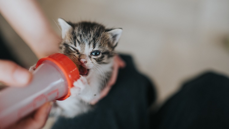 A tiny kitten being bottle fed.