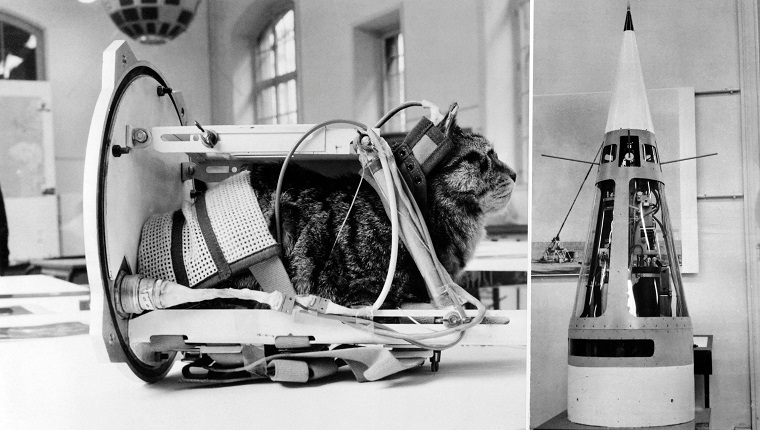 Photo taken on February 5, 1964 shows a cat representing the first cat that went into space Felicette with equipment in the rocket Veronique during an exhibition at The Conservatoire national des arts et métiers (CNAM; National Conservatory of Arts and Crafts) in Paris. - On October 18, 1963, Félicette, a black and white female cat found on the streets of Paris, was sent into space on a Véronique AGI 47 sounding rocket. (Photo by - / AFP) 
