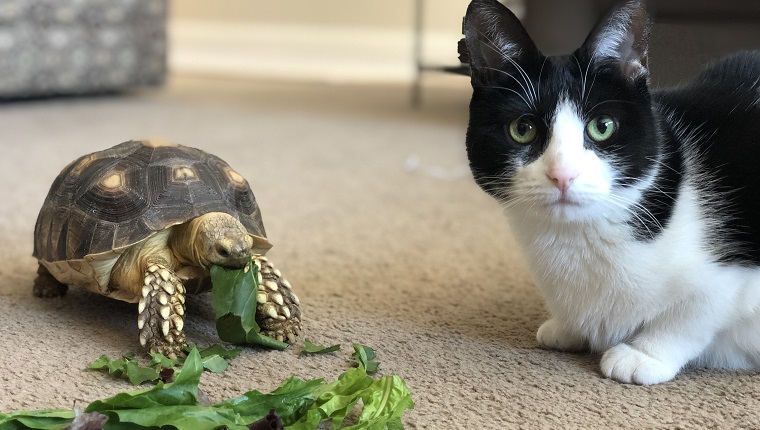 A Sulcata tortoise (African Spurred Tortoise) enjoying lunch while her cat friend watches.