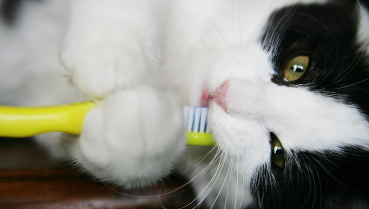Cat with toothbrush