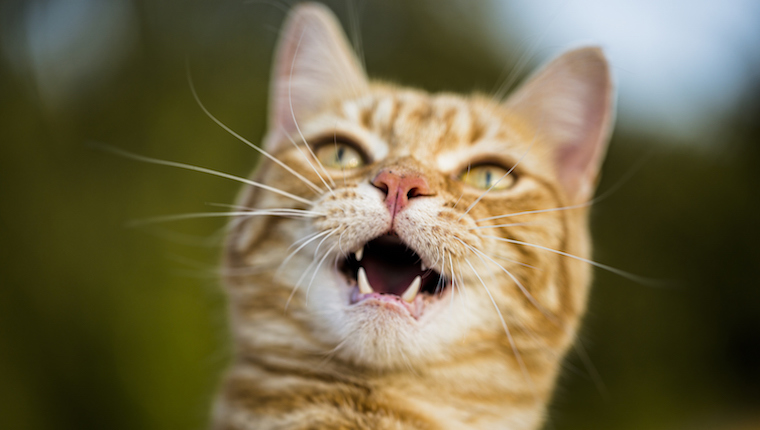 Cat showing teeth