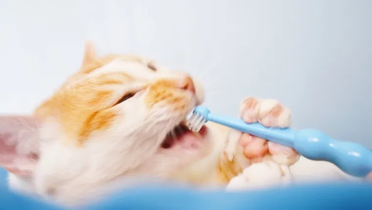 Cat with toothbrush