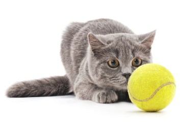 Cat playing tennis