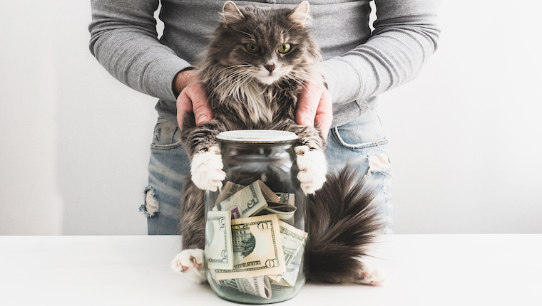 Cat with jar of cash
