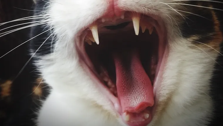 Cat's teeth close up