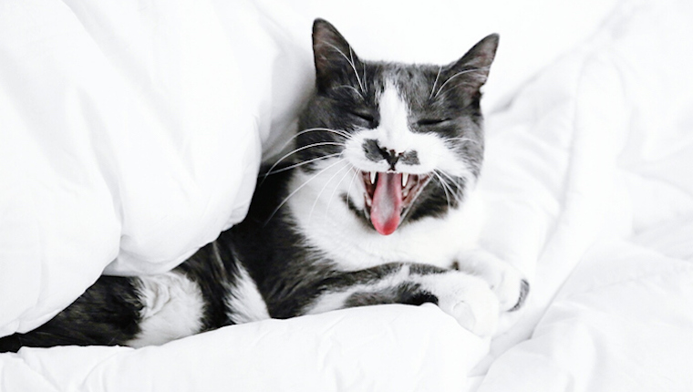 Tuxedo cat showing teeth