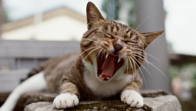 Cat showing teeth