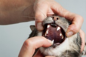 Cat getting teeth examined