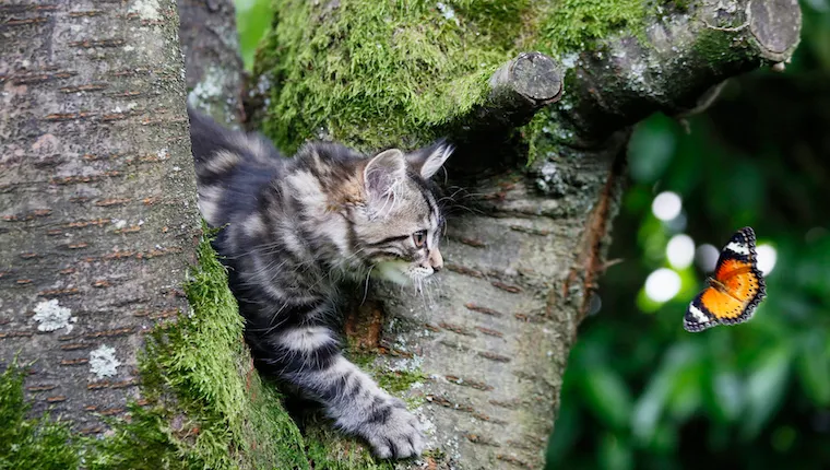 Cat in tree chasing butterfly