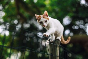 Cat on fence