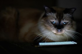 Cat watching a cell phone