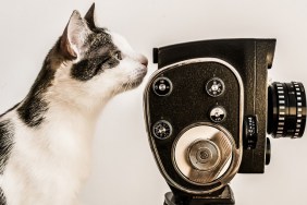White and gray cat looking into viewfinder of vintage camera. White background.