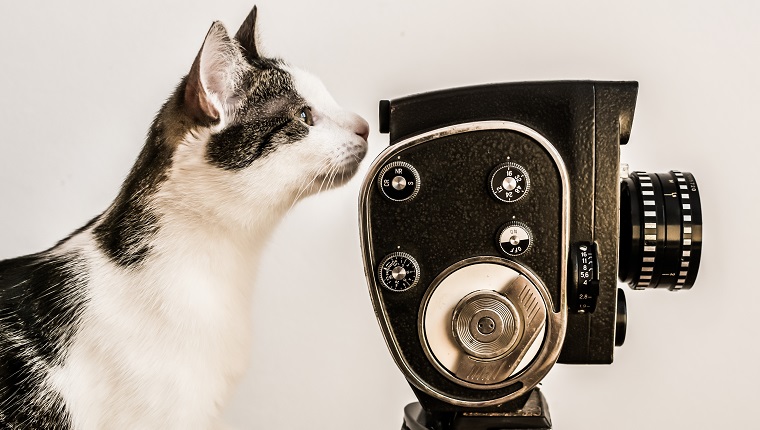 White and gray cat looking into viewfinder of vintage camera. White background.