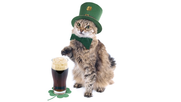 St. Patrick's day cat with beer