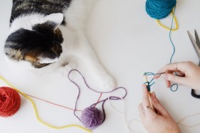 Cat and human crocheting