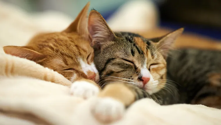 Two cats napping