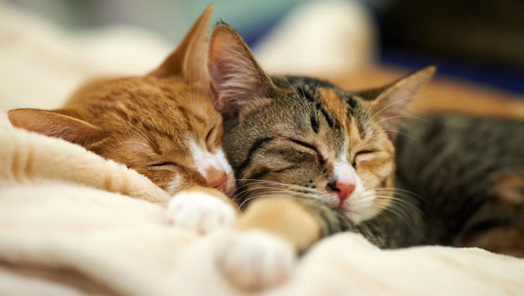 What Do Cat Sleeping Positions, Behaviors, & Patterns Mean? - CatTime