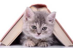 Kitten and book