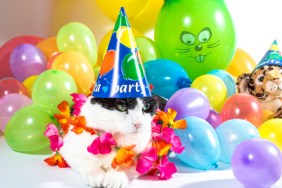 Cat celebrating
