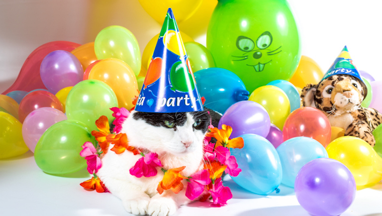 Cat celebrating
