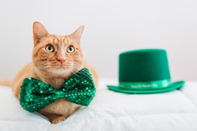 Cat with green bowtie