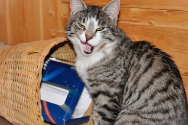 Cat with odd facial expression after messing with the waste basket.