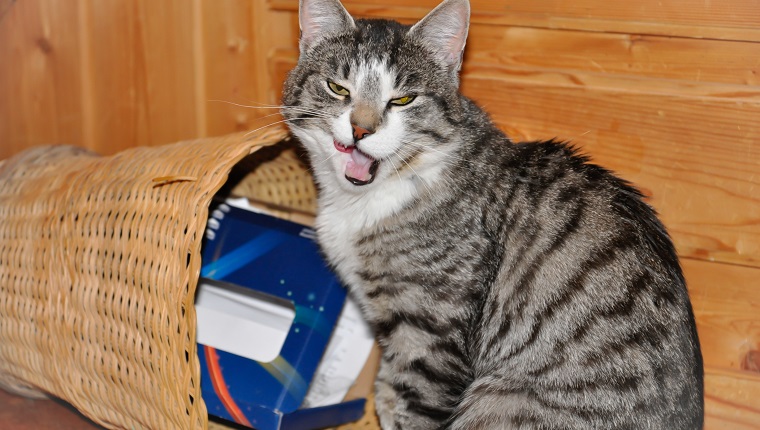 Cat with odd facial expression after messing with the waste basket.