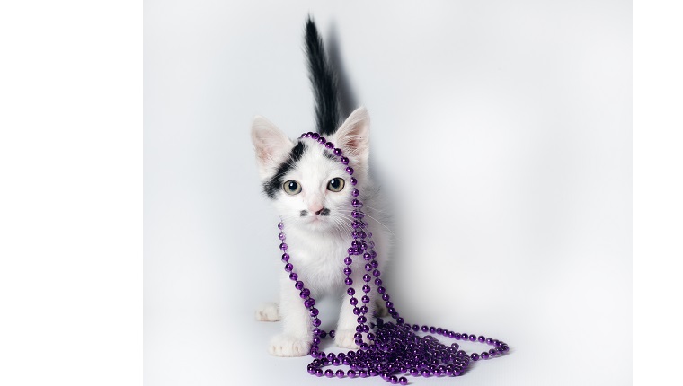 little black and white kitten with purple beads on white background