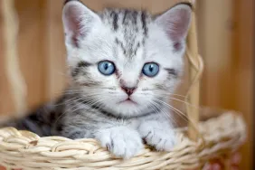 Adorable little kitten sitting in a wicker basket