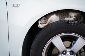 Cat Sitting On Car Tire