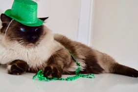 Green props with blue eyed seal mitted cat