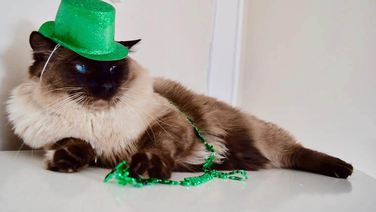Green props with blue eyed seal mitted cat