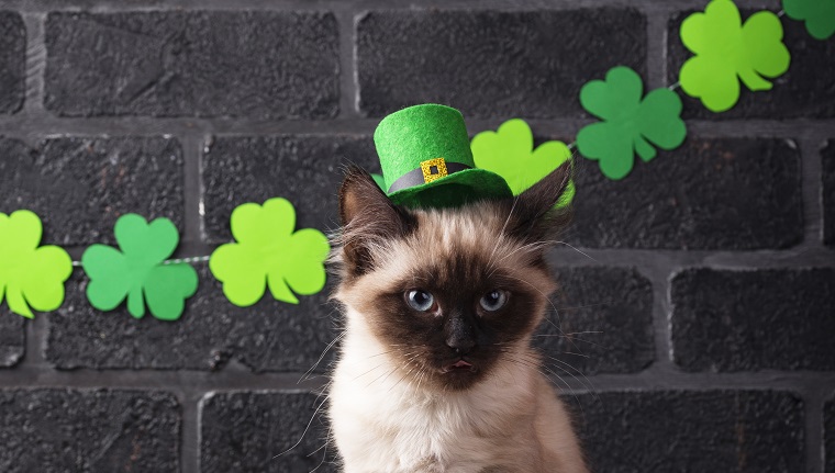 Cat in green leprechaun hat. St. Patrickâs Day background