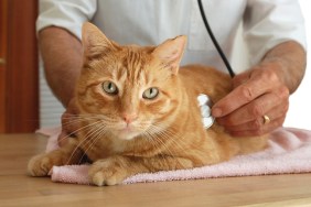 Veterinarian listening to cat's heart.