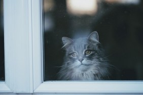 Cat Looking Through Window