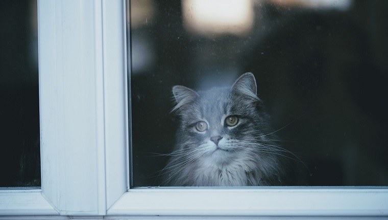 Cat Looking Through Window