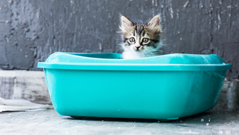 Kitten in litter box