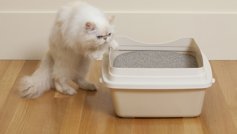 Cat in litter box