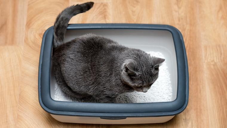 Cat in litter box