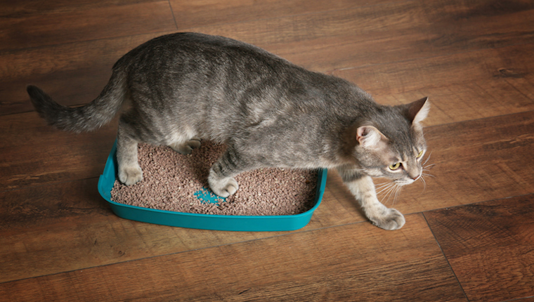 Cat in litter box