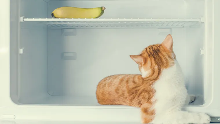 Cat and banana