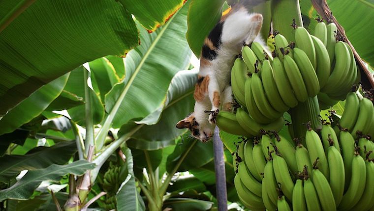 Cat in banana tree