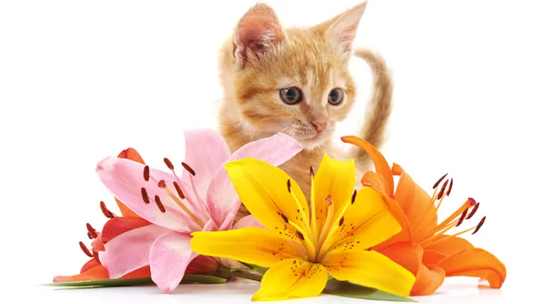 Kitten and lilies
