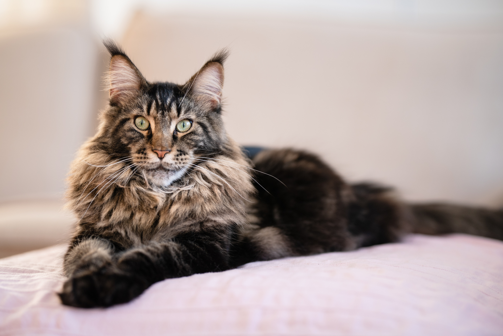 Maine Coon Cat Breed Information Characteristics