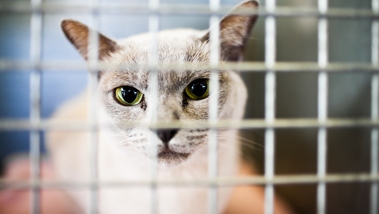 Cat in a cage on national adopt a shelter pet day