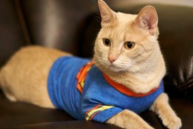Cat in Superman T-shirt
