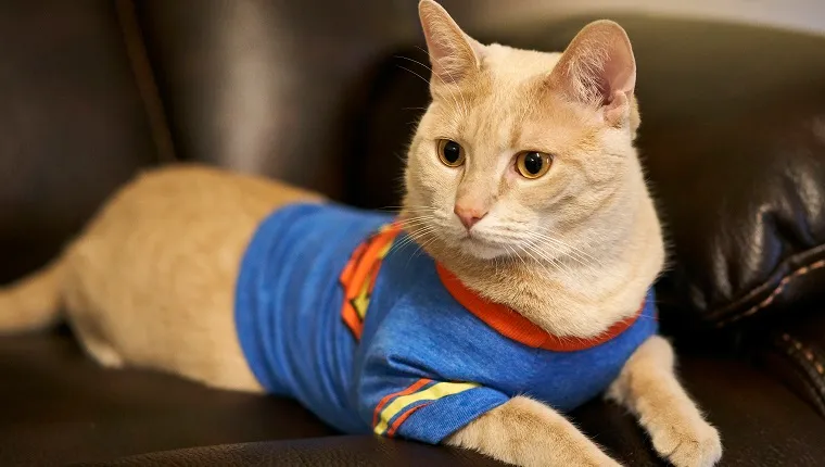 Cat in Superman T-shirt