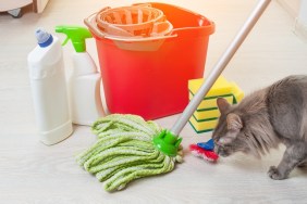 House cleaning with cat. Bucket with sponges, chemical bottles and mopping stick